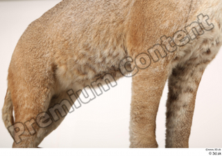 Asian golden cat Catopuma Temminckii belly leg 0001.jpg